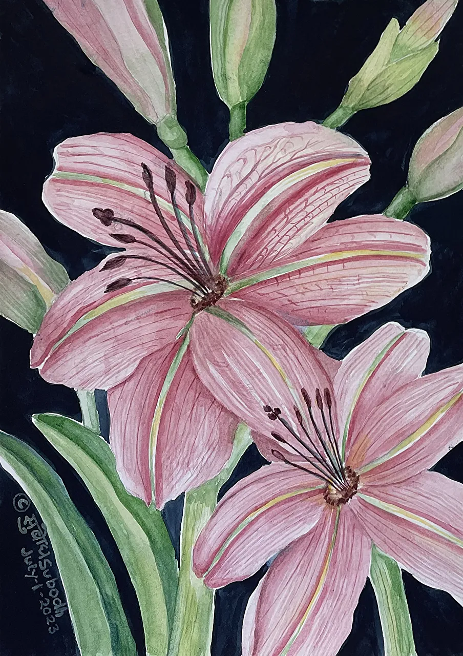 Amaryllis Product Image