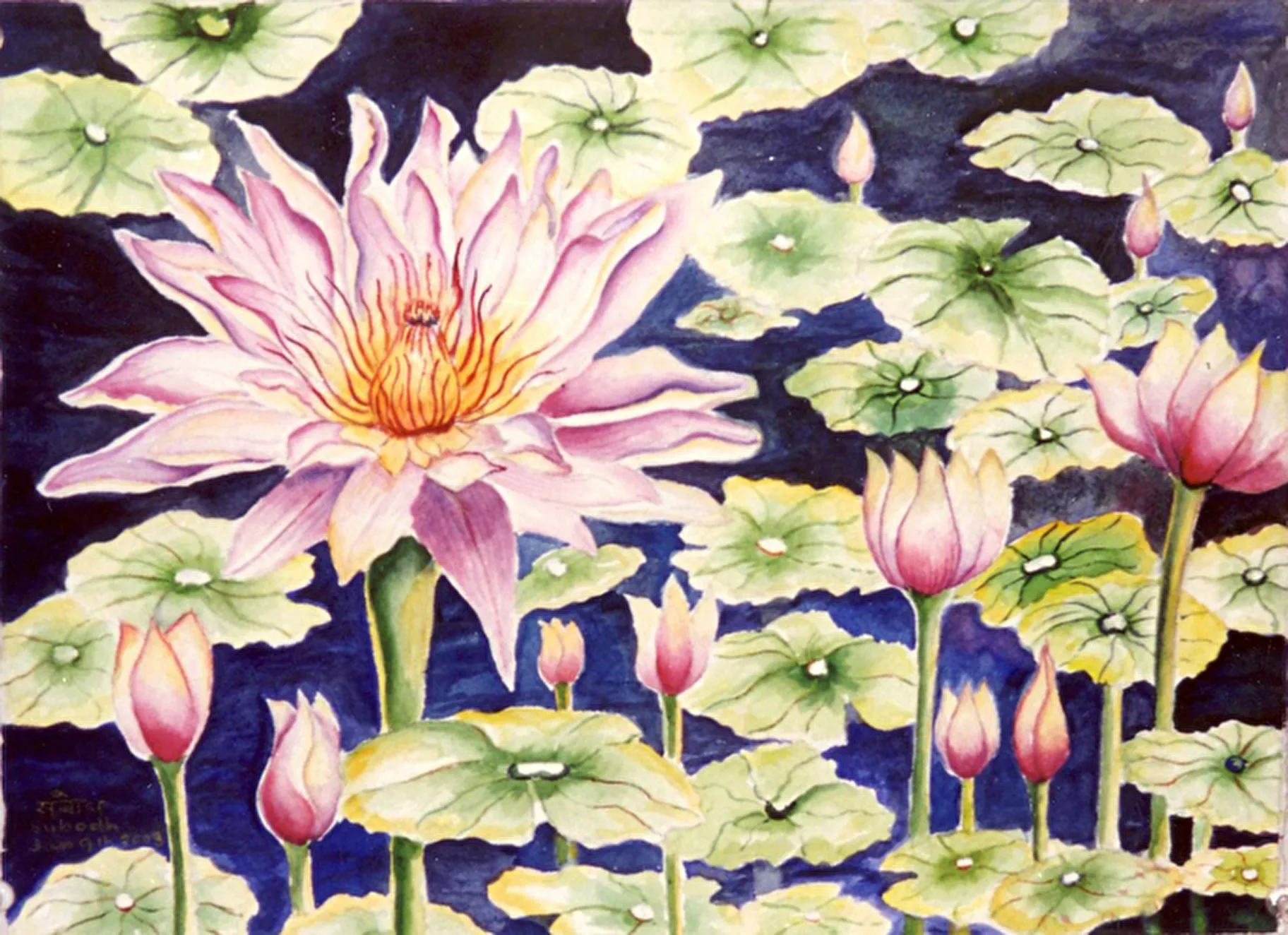 Water Lily