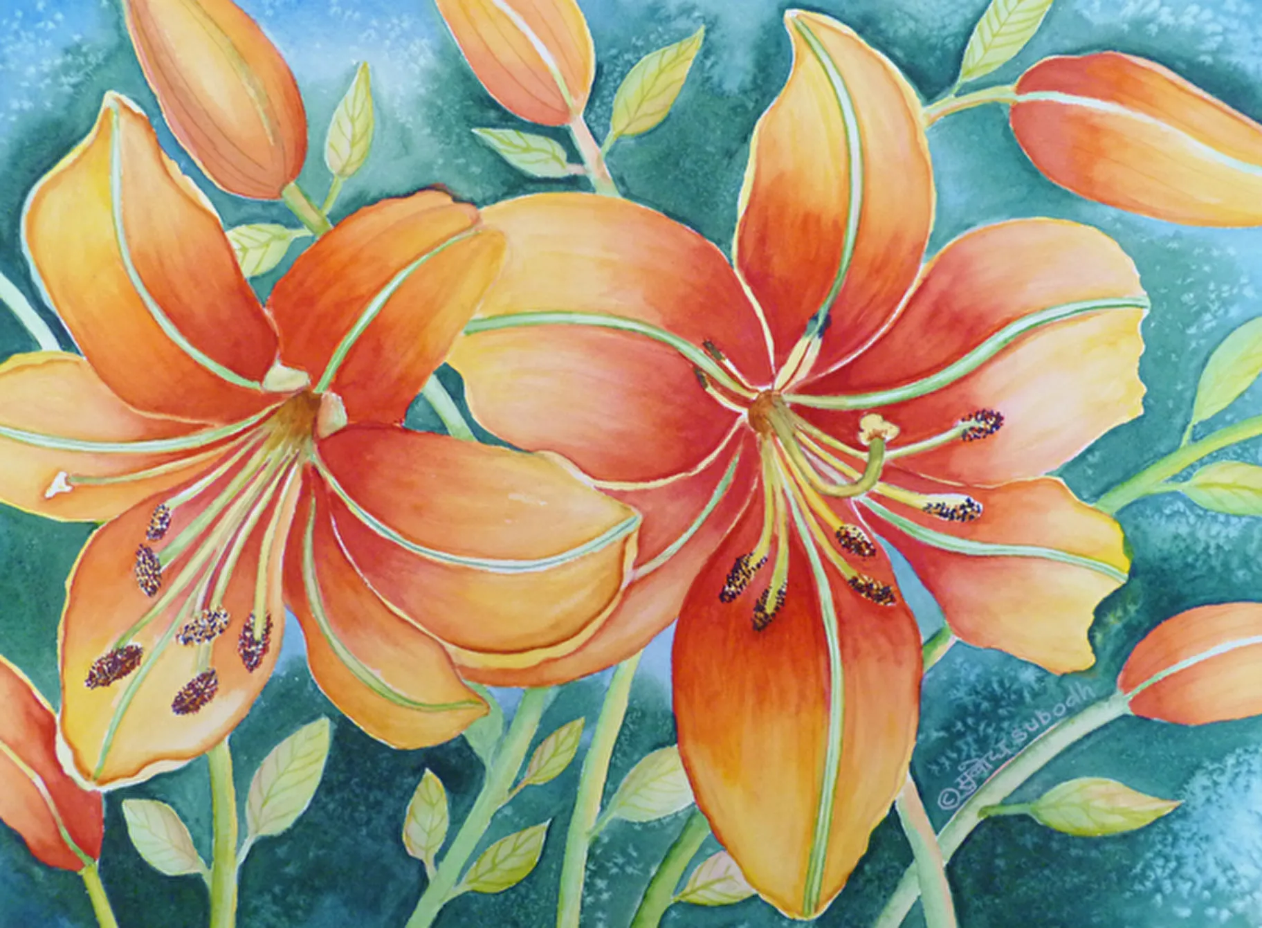 Orange Lily