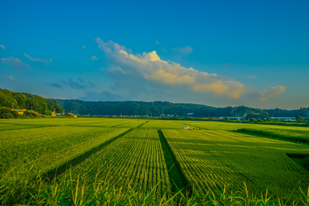 Explore the Rice Fields in An My