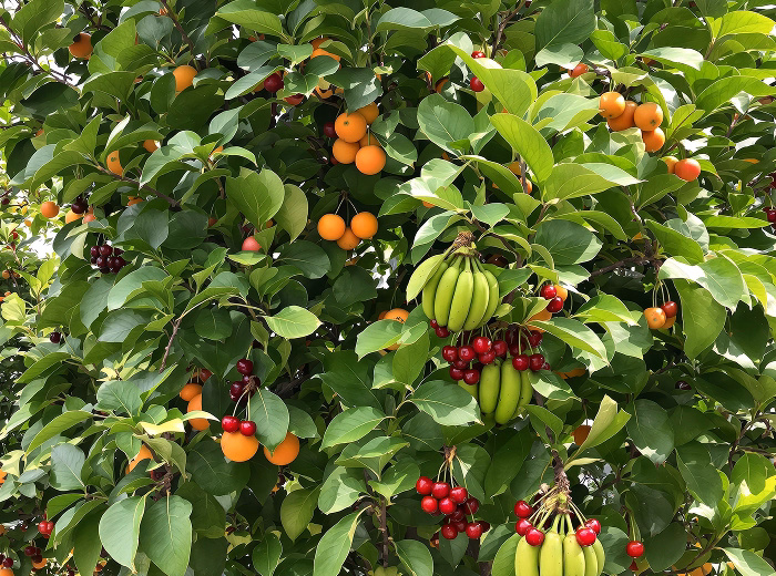 Food Forest Development