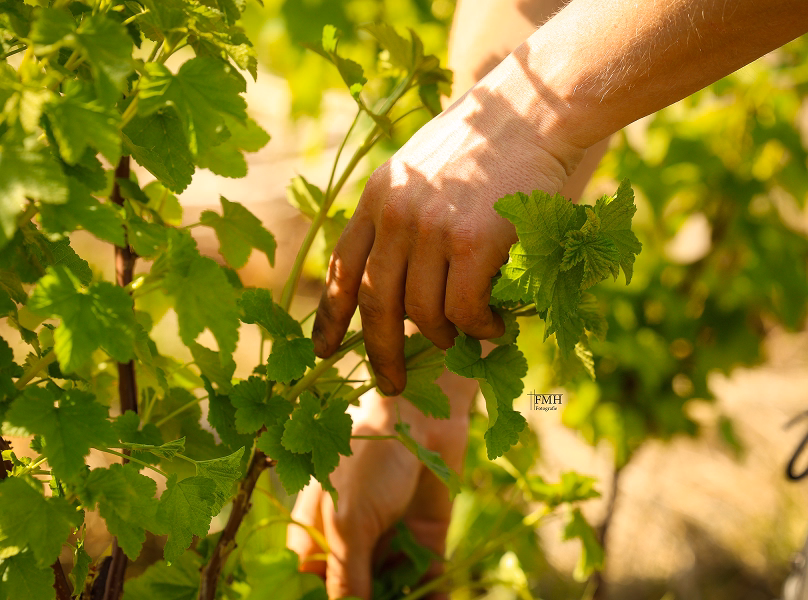 Food Forest Development