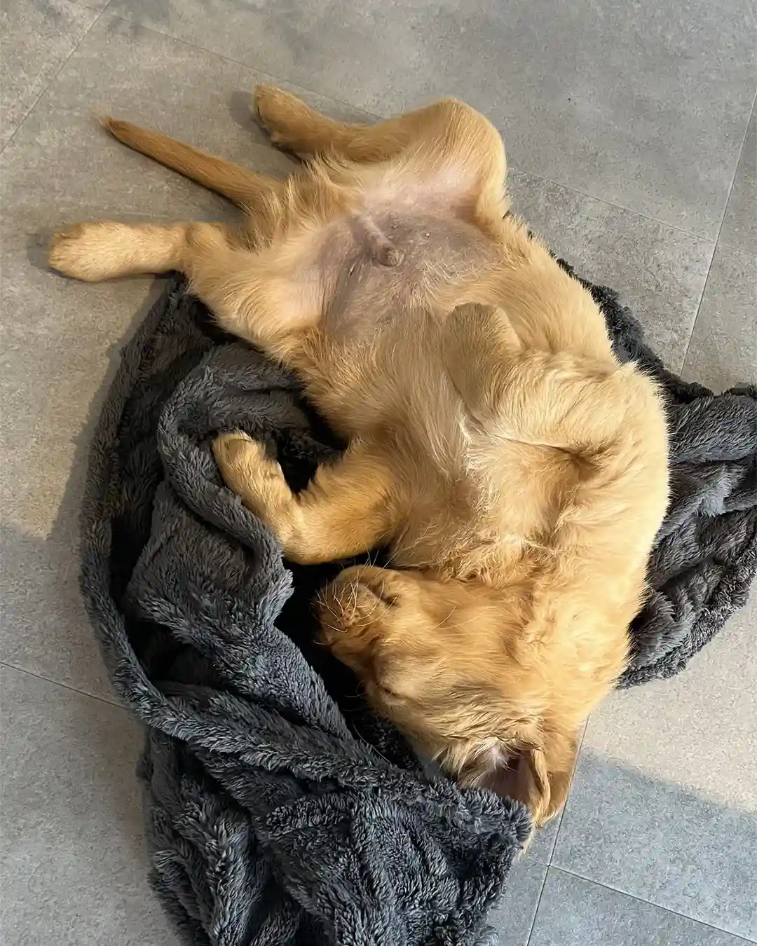 A baby golden retriever laying on its back on a rug on the floor.