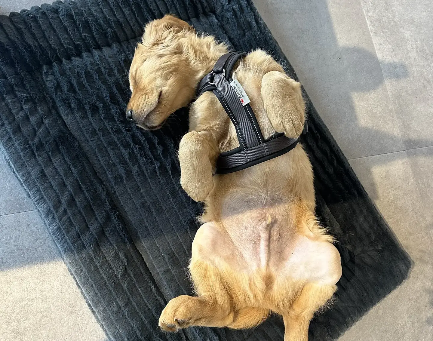 A cute golden retriever laying on its back.