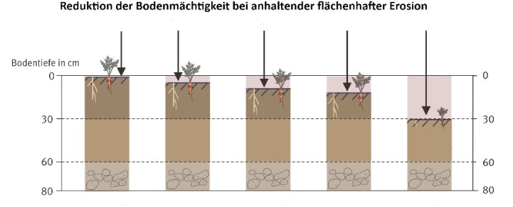 Reduktion der Bodenmächtigkeit bei anhaltender flächenhafter Erosion Abildung