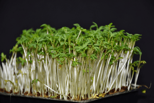 titelbild kresse microgreens quelle: pixabay