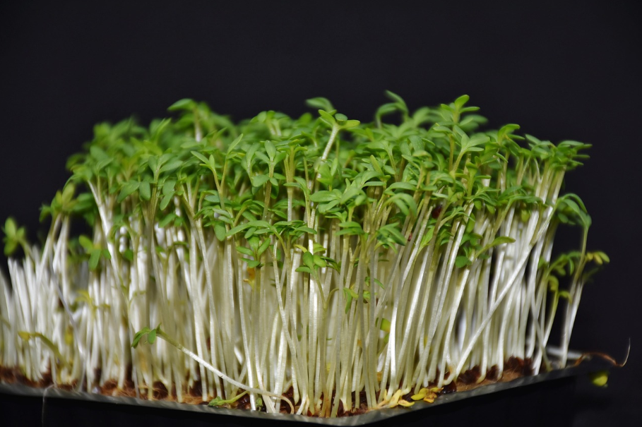 titelbild kresse microgreens quelle: pixabay