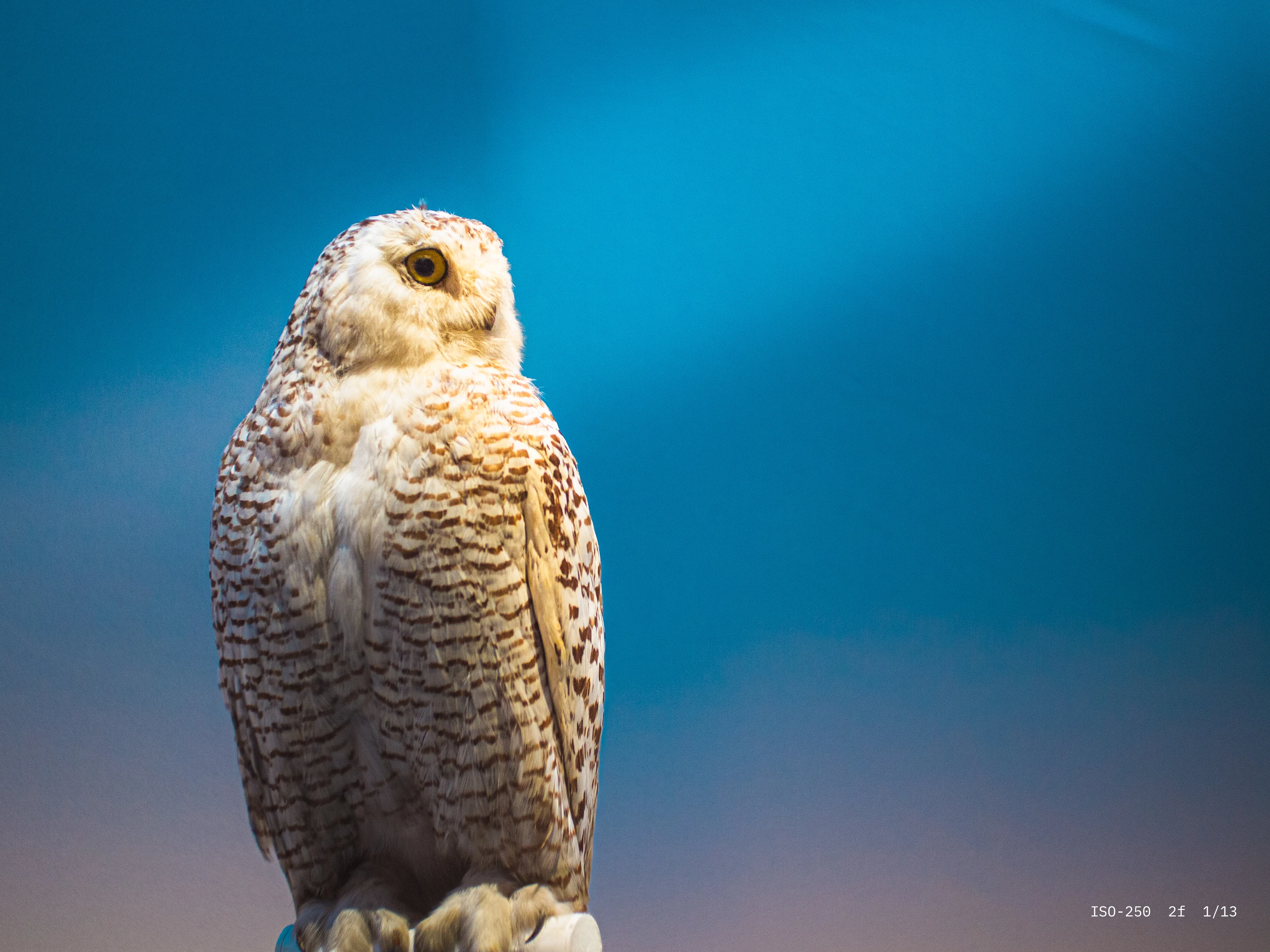 Snowy owl perched against a gradient blue sky background.