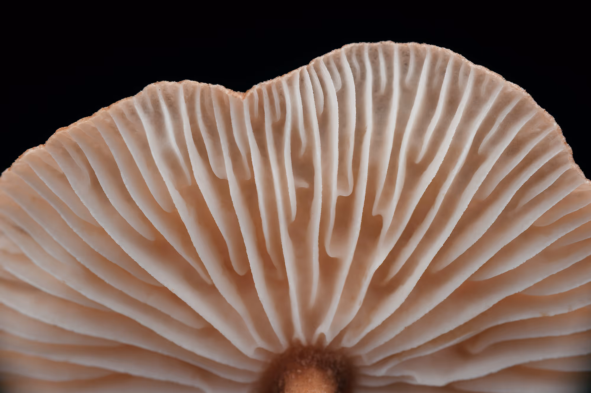 Close up of the underside of a mushroom