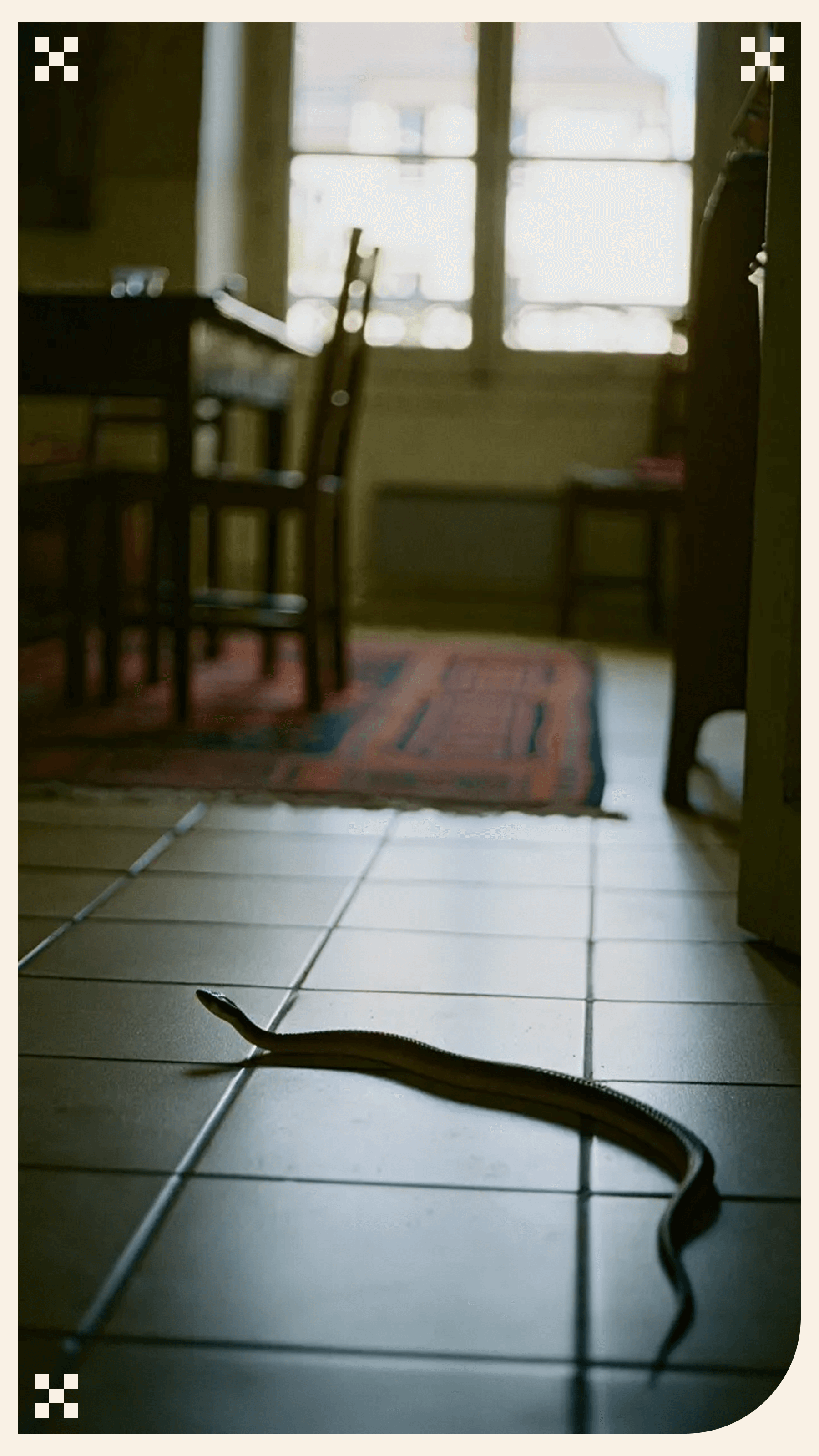 Tombez sur…un serpent de 1m20!!