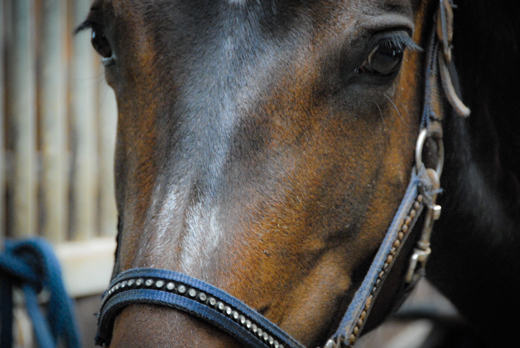 Sviluppo personale - trovare chiarezza nella vita di tutti i giorni grazie al coaching assistito dal cavallo