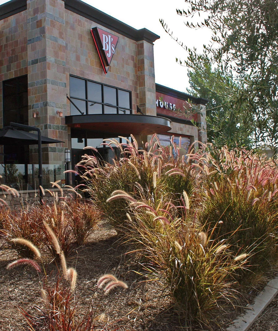 Commercial projects: ornamental grasses beside a restaurant entrance