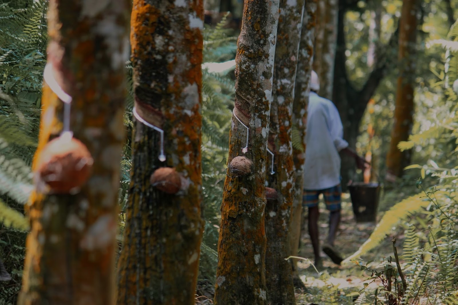 Rubber trees, in the background there is a worker walking away, dressed in a white shirt.