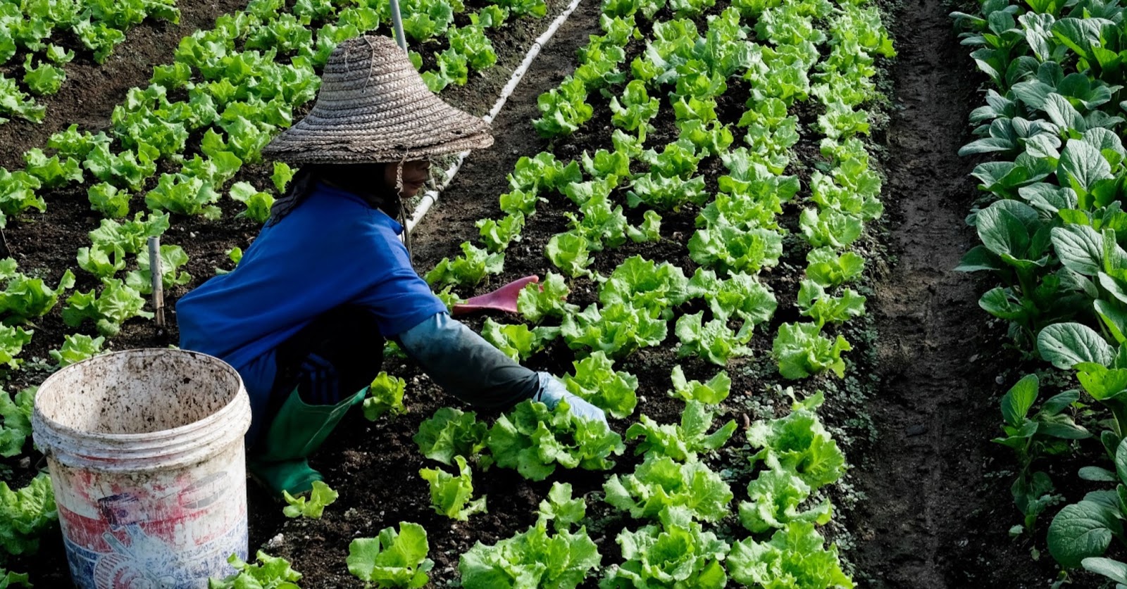 A person working on a farm or vegetable garden.