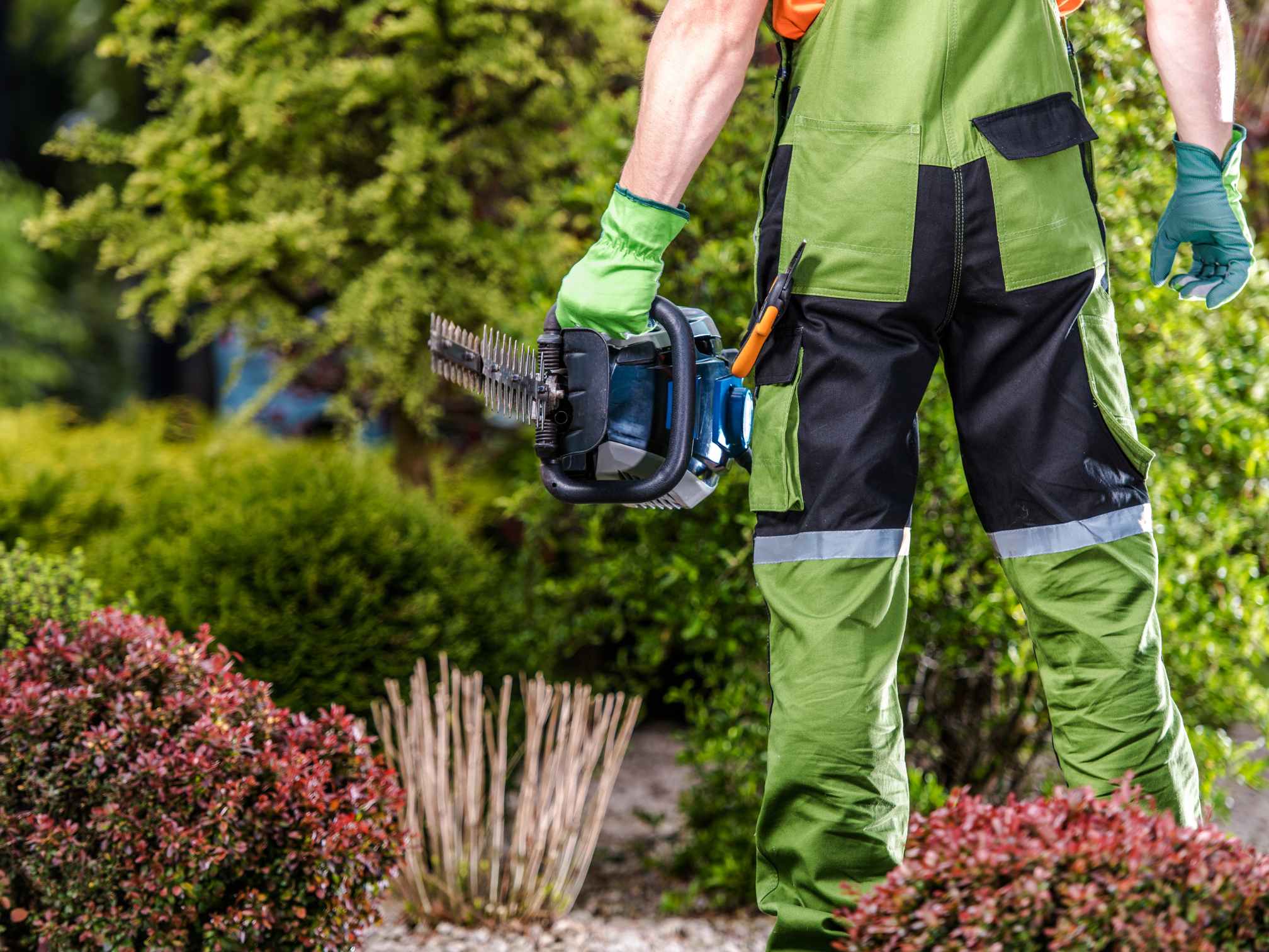 Regular Hedge Maintenance Services Northampton