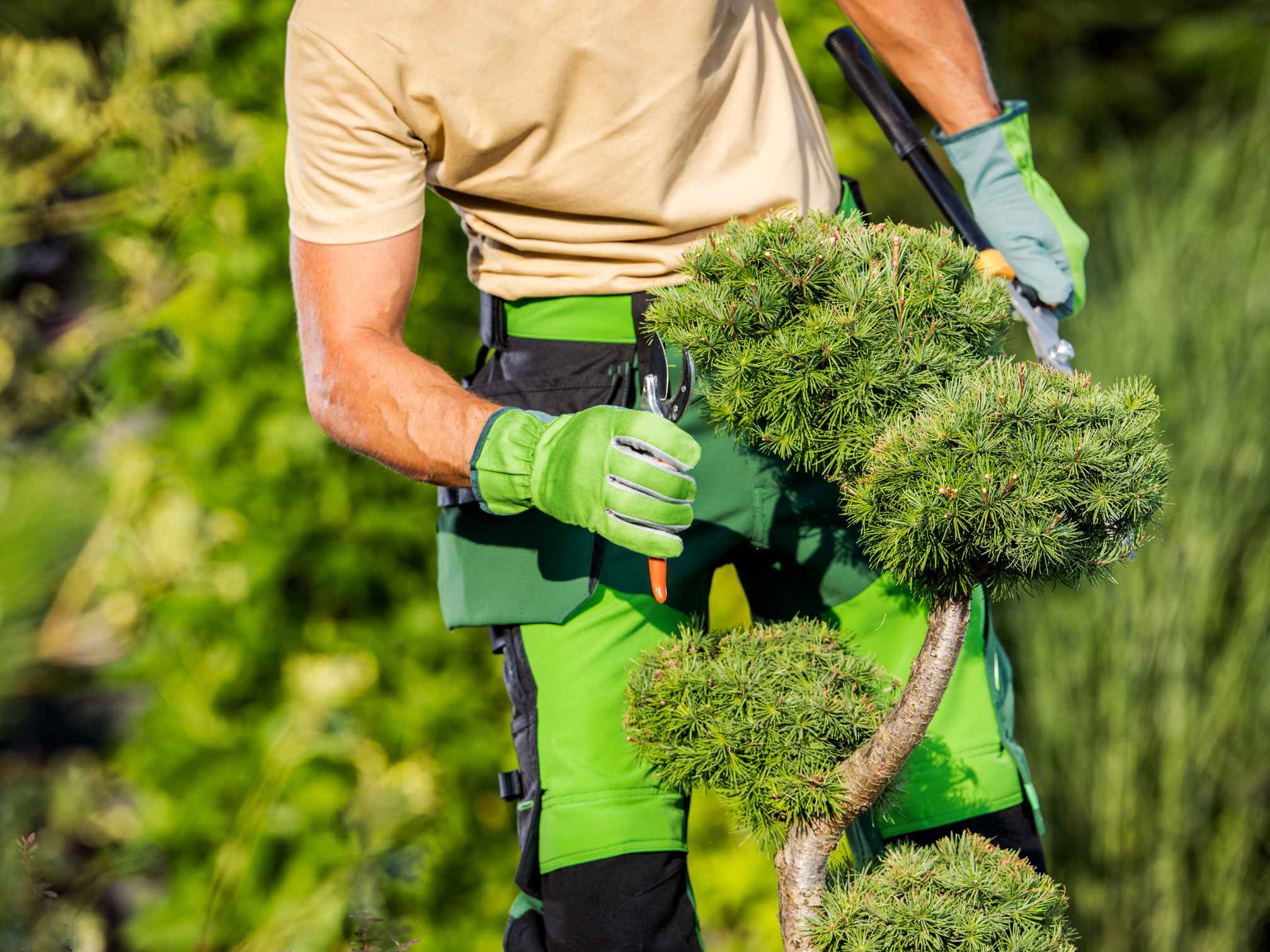 Seasonal Tree Trimming Solutions Northampton