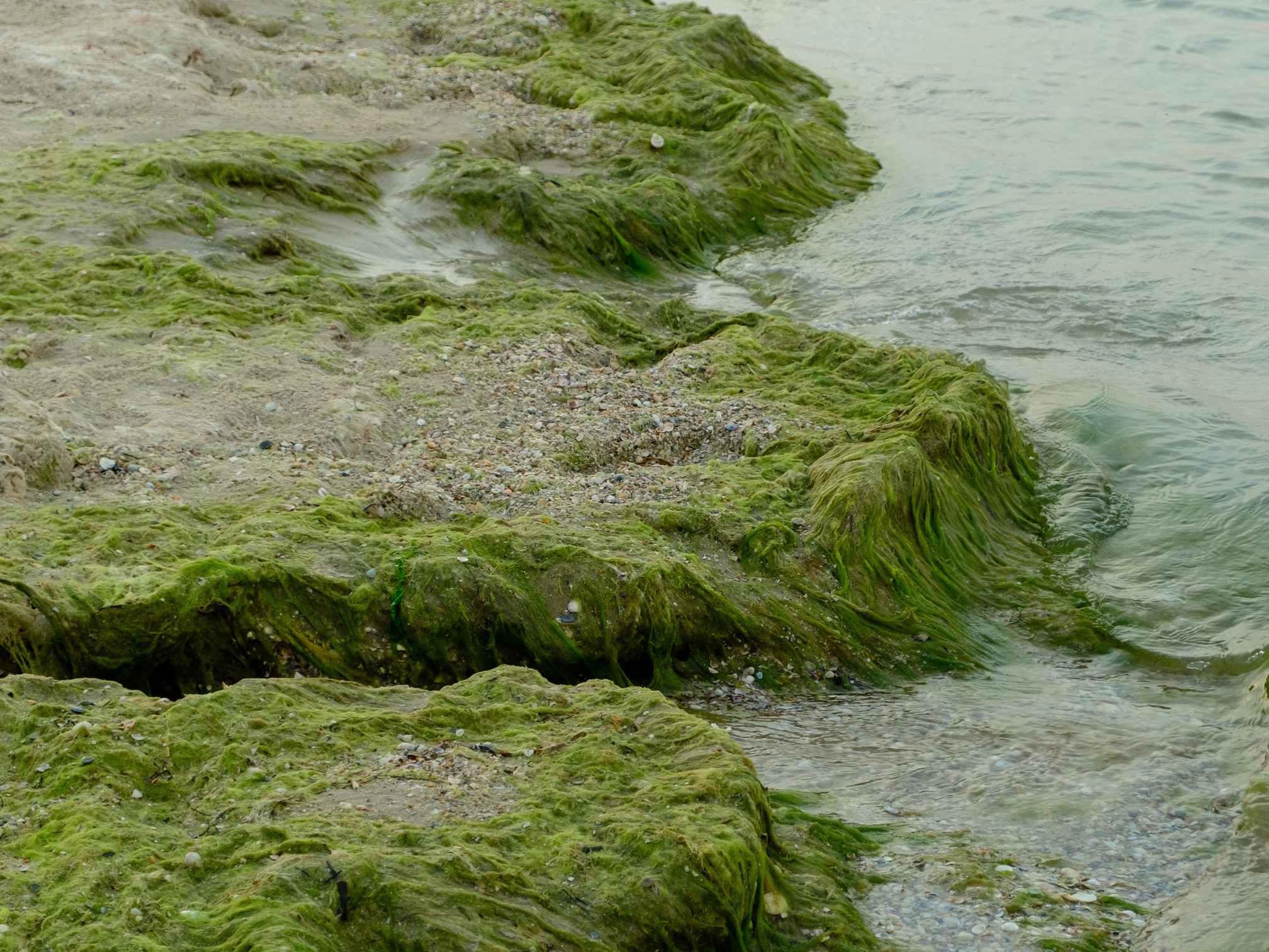 Remove Algae, Moss and Stains Safely Northampton