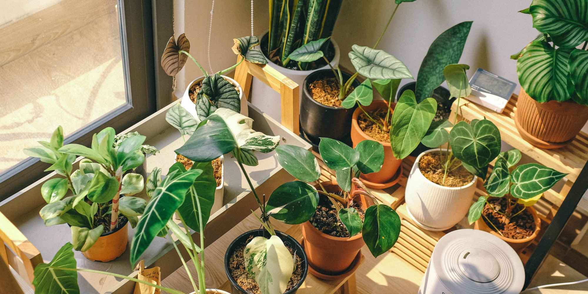 fast growing trailing plants