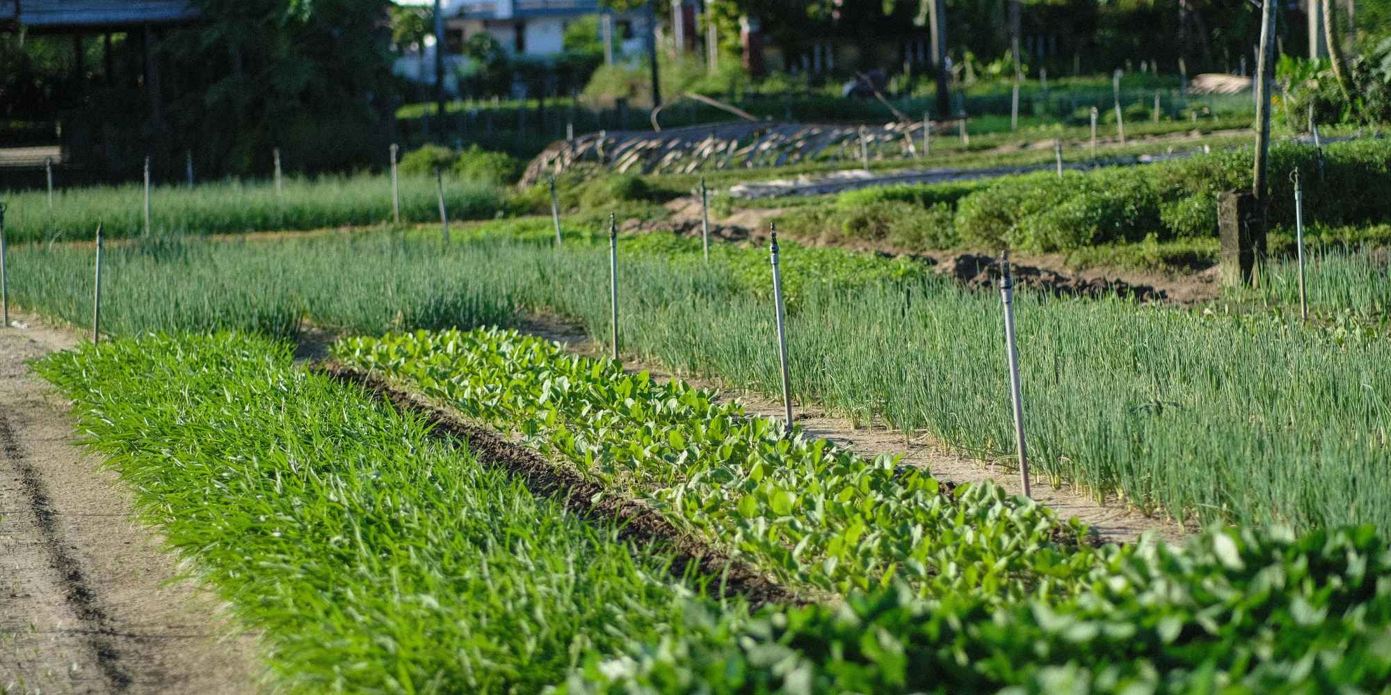 sustainable gardening