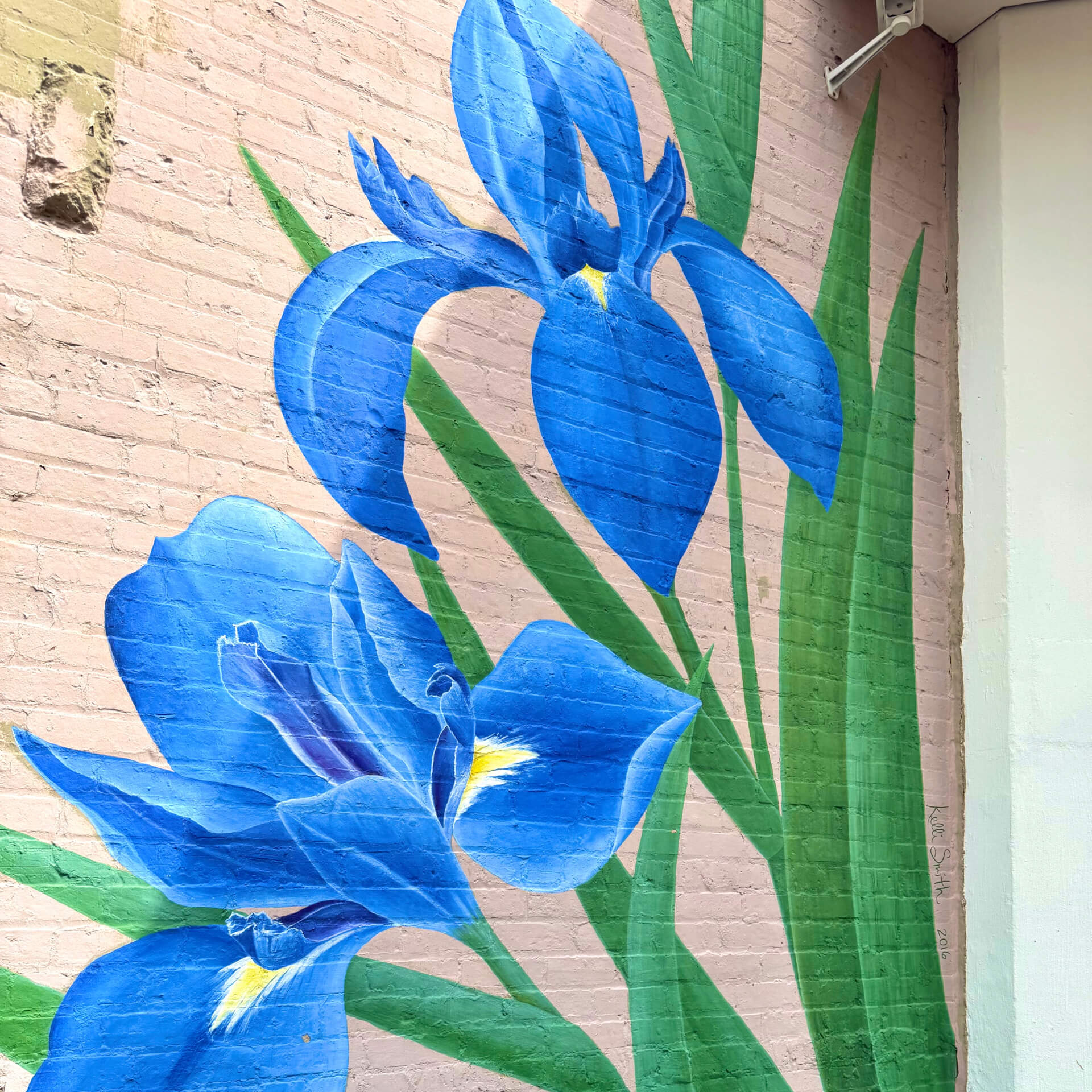 Iris