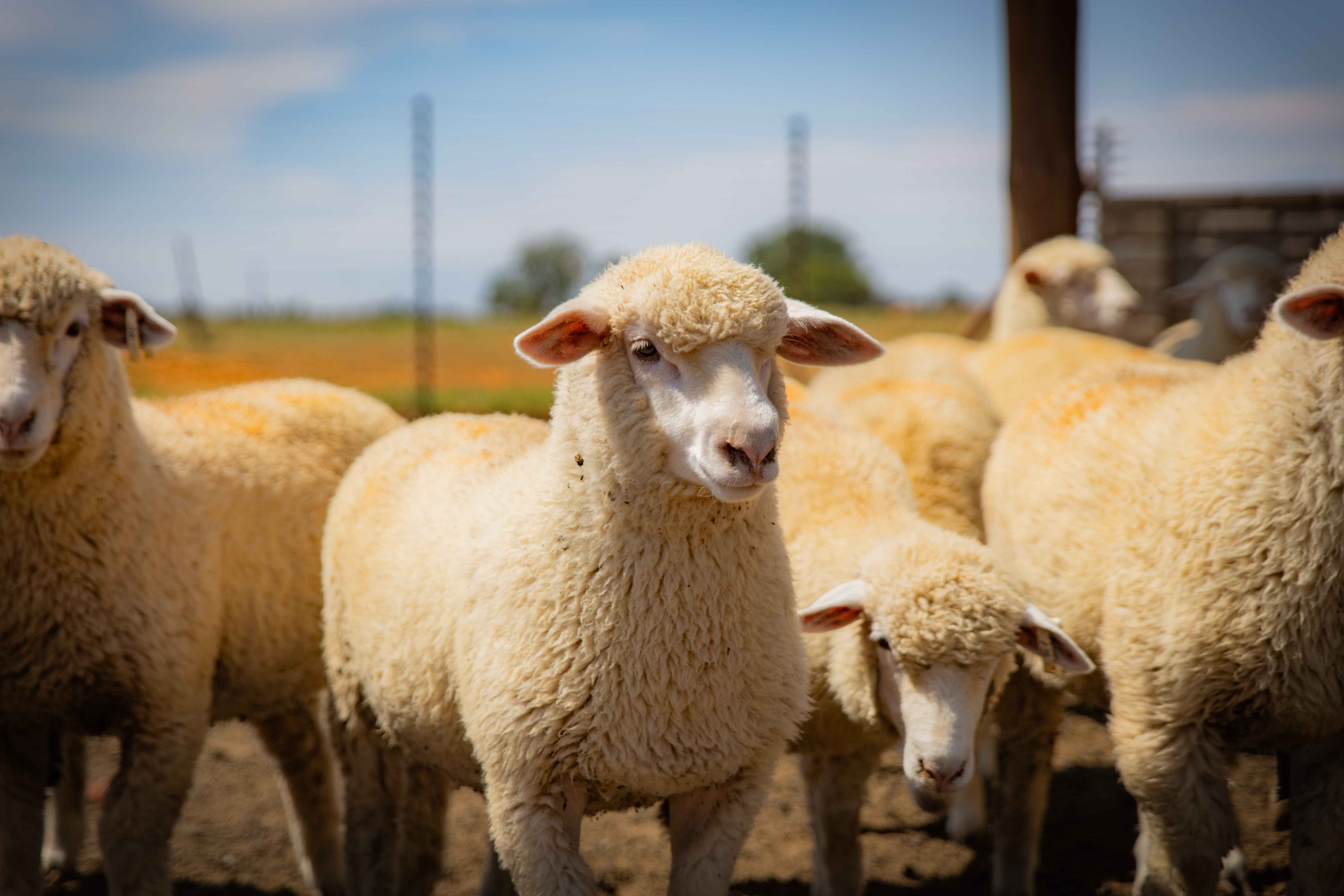 a few sheep with a lamb in the centre