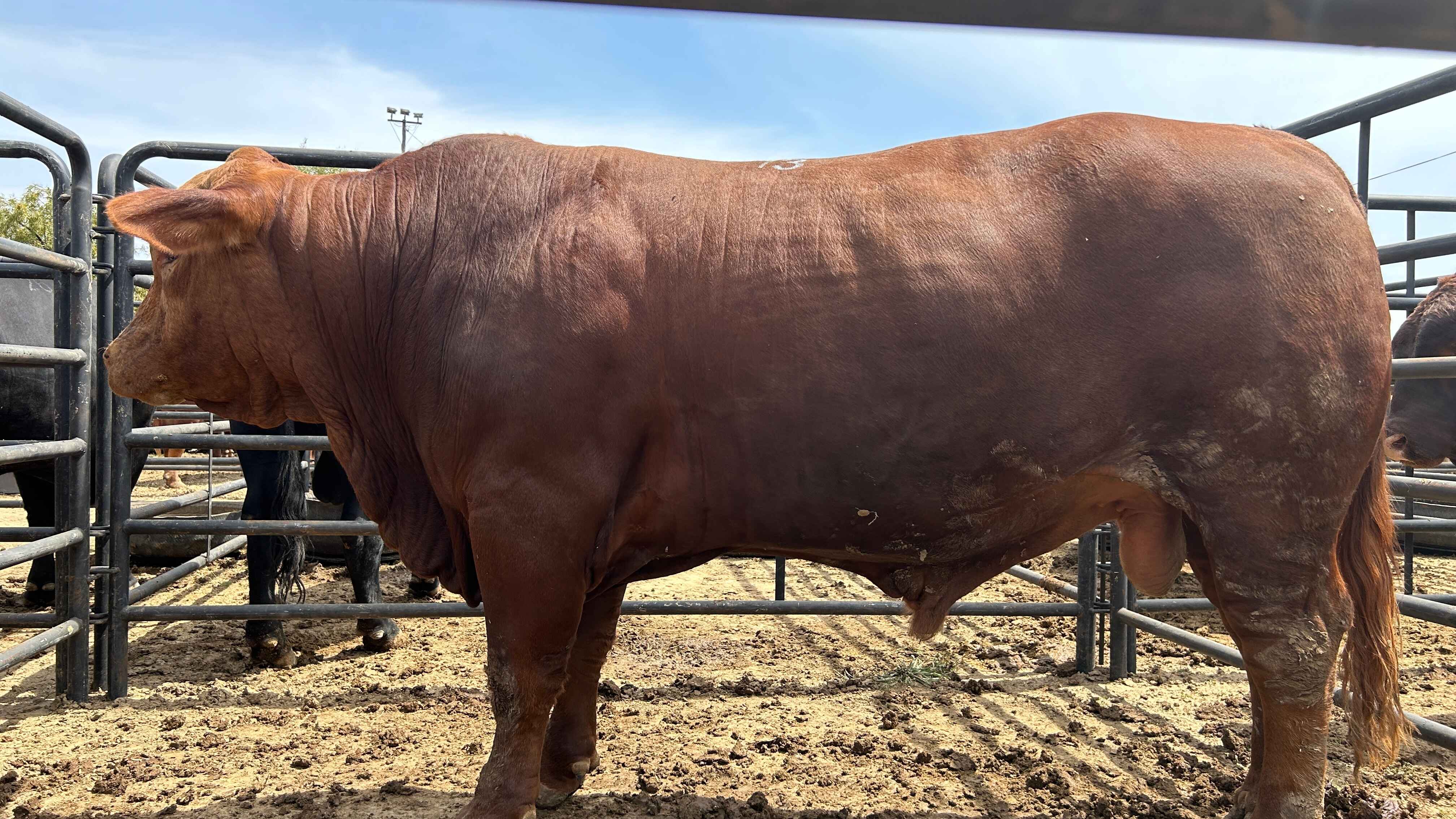 Lot 24 Bull