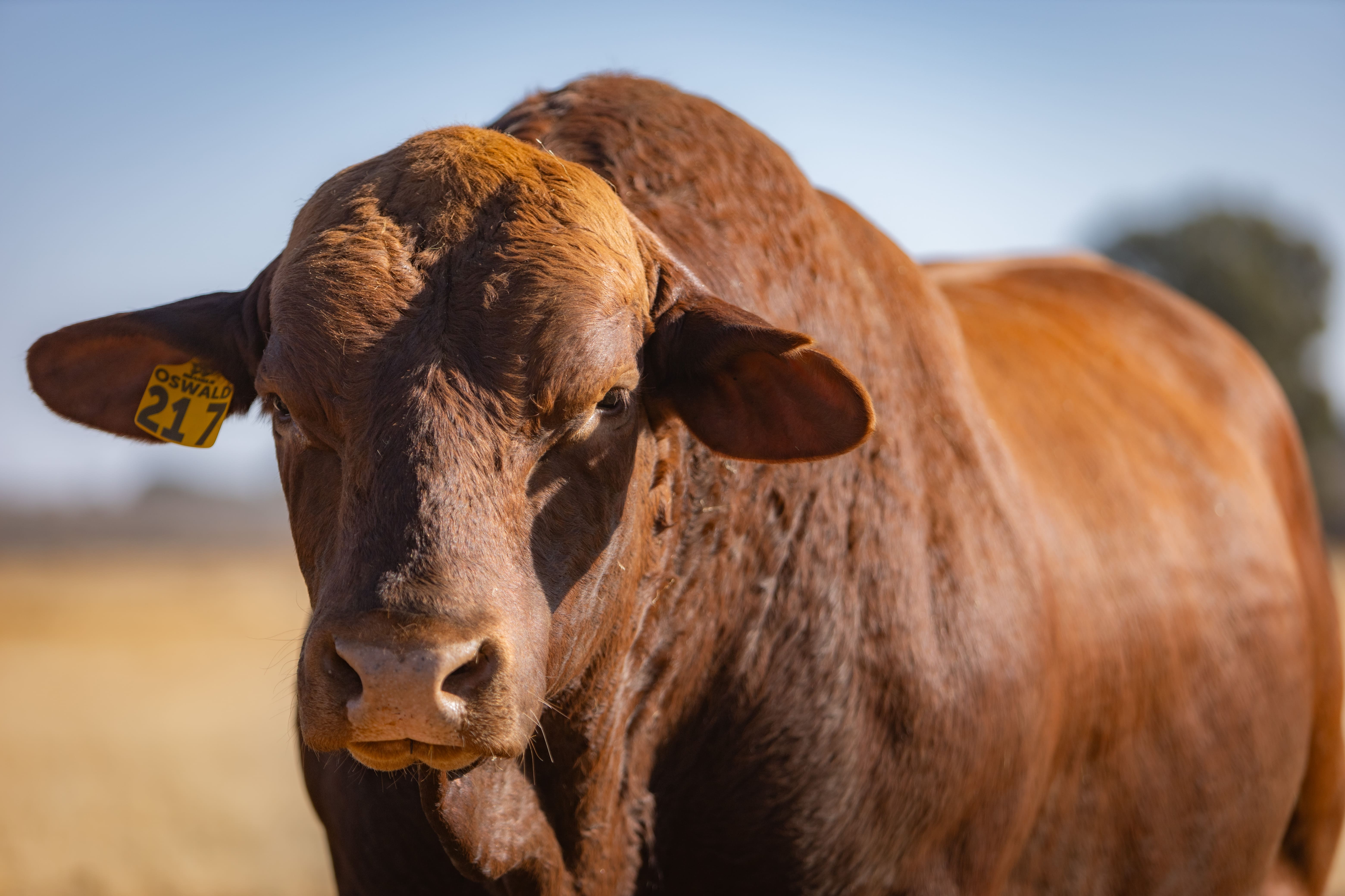 a bull in a dry land