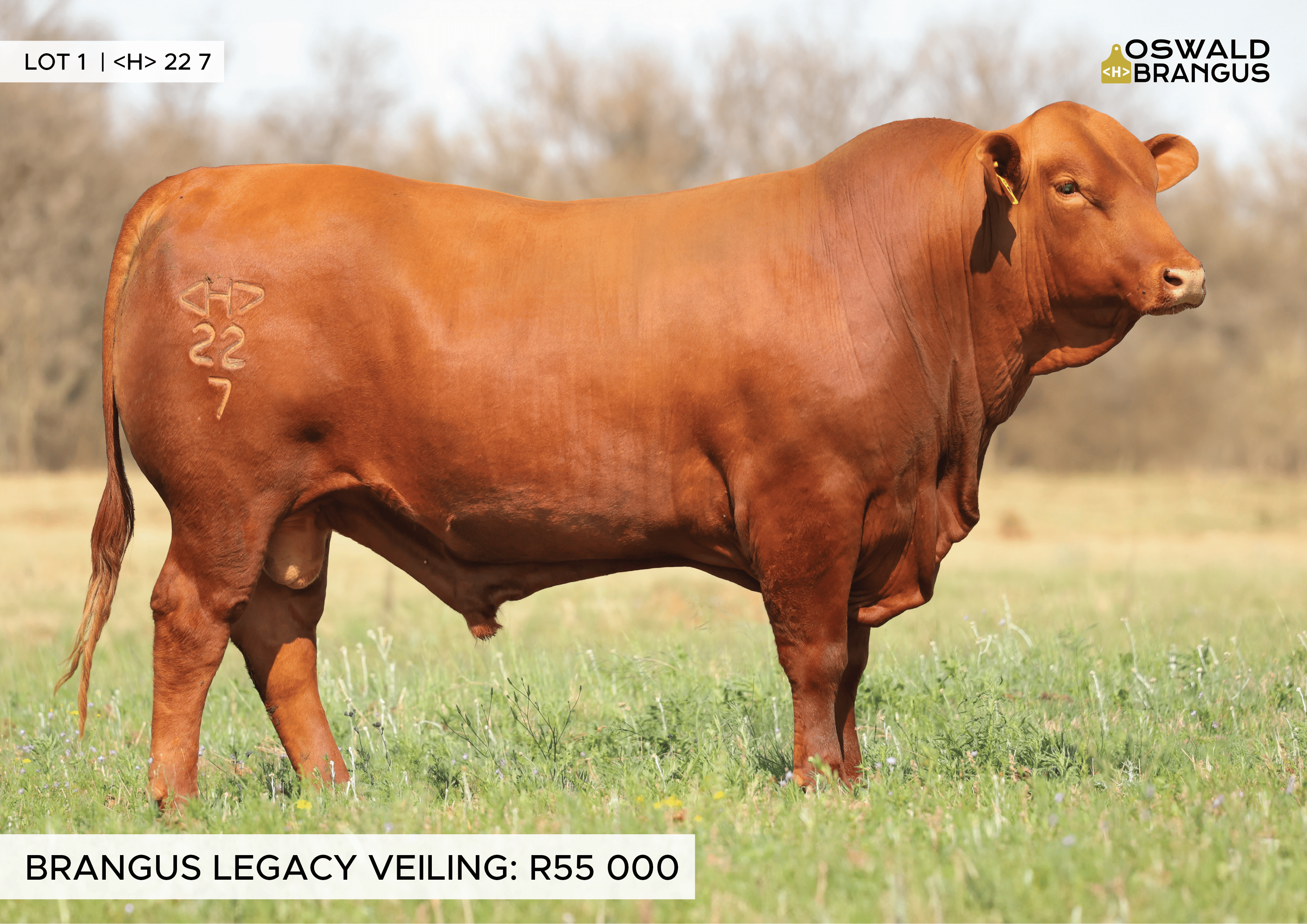 Lot 13 bull