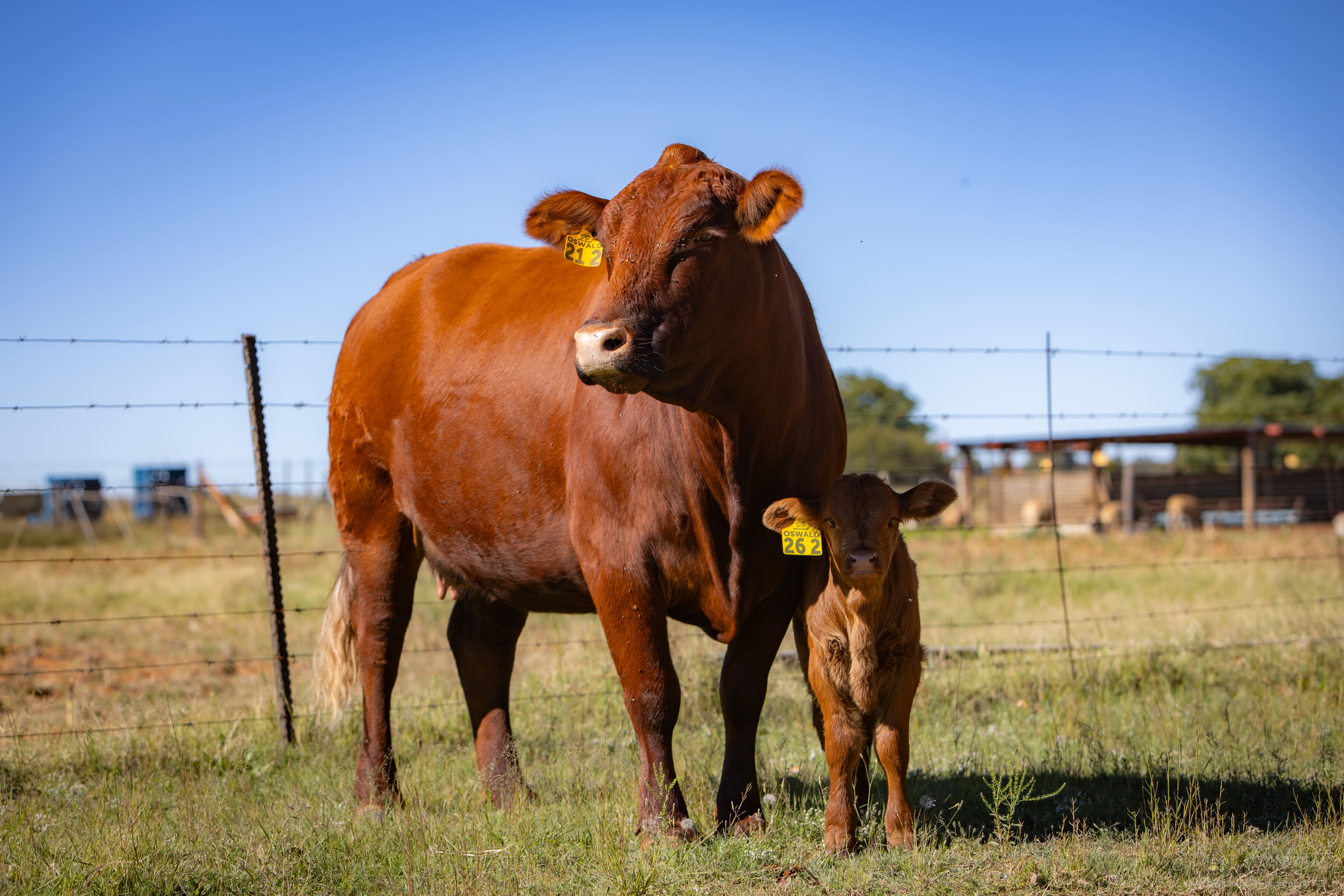 5+ year cows