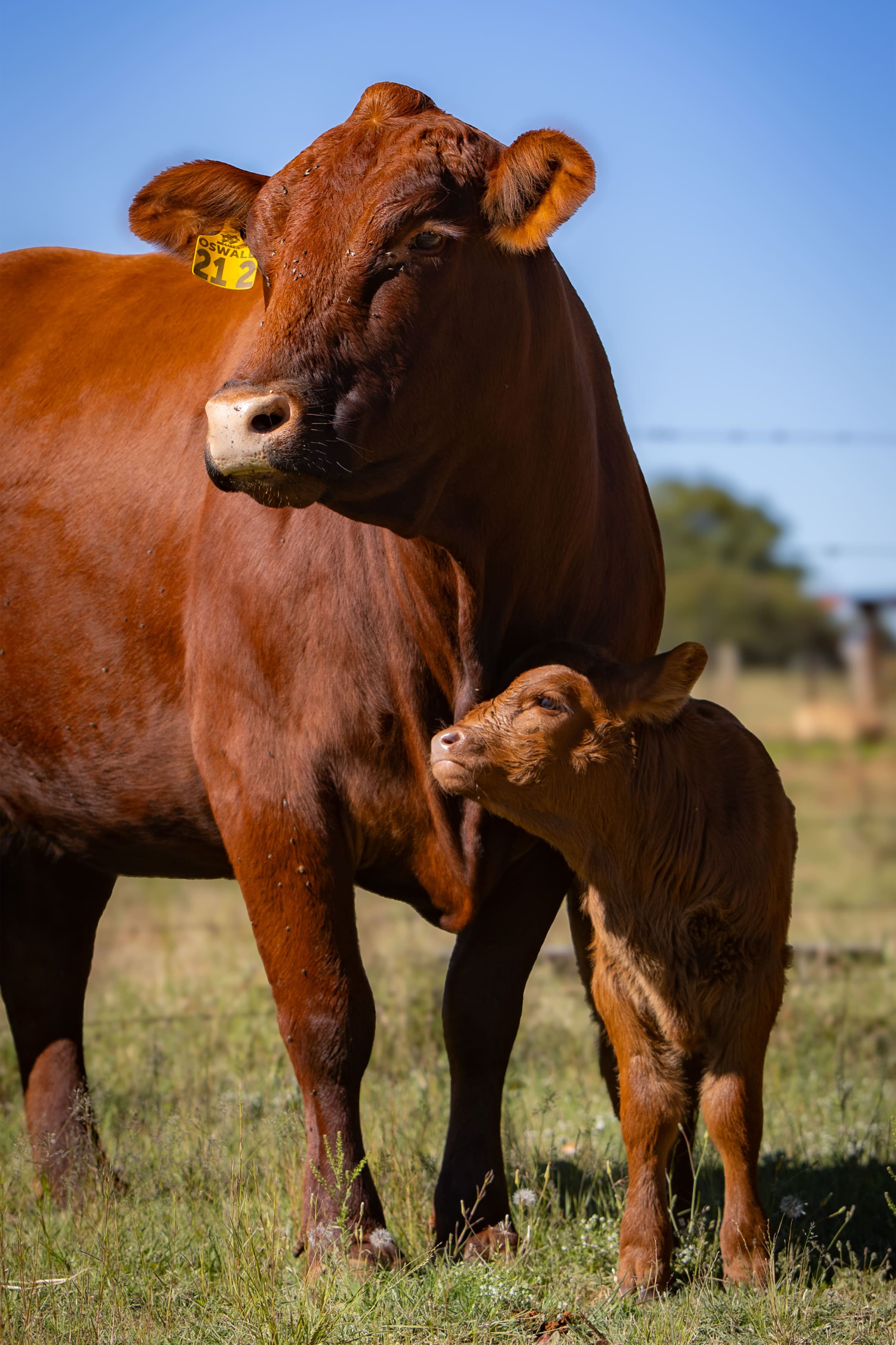 5+ year cows