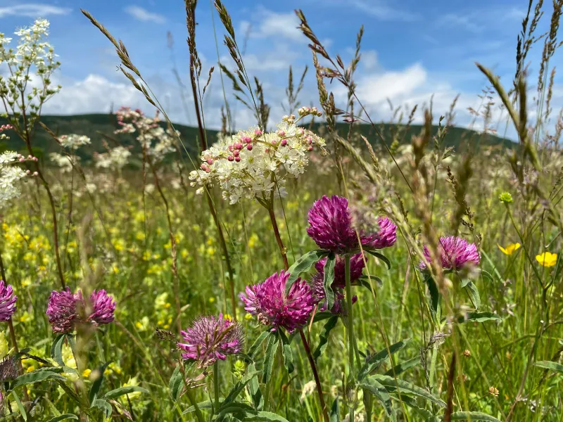 Spring meadow