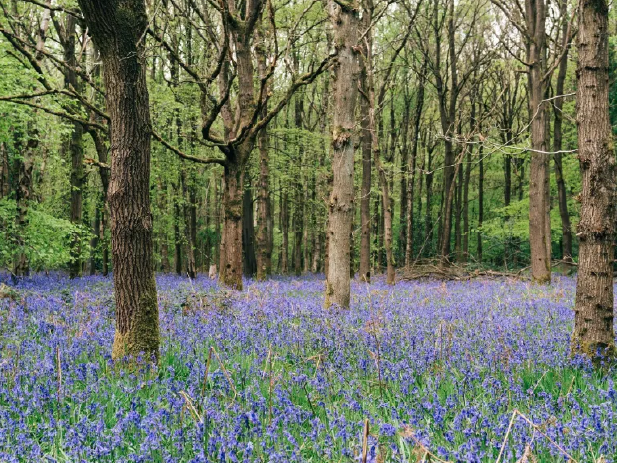 Bluebell woodlands