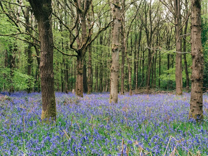 Bluebell woodlands