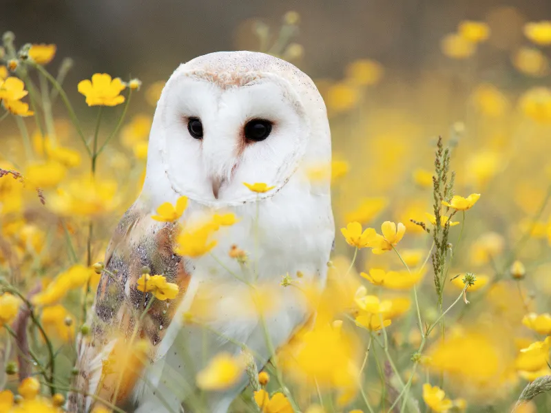 Barn owl in spring meadow