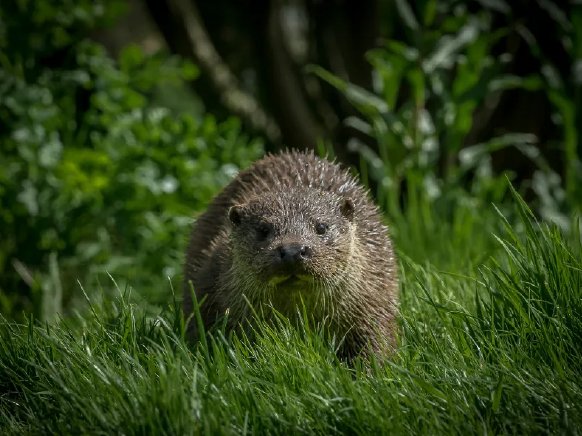 Otto through grass