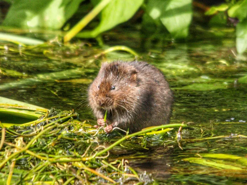 Water vole