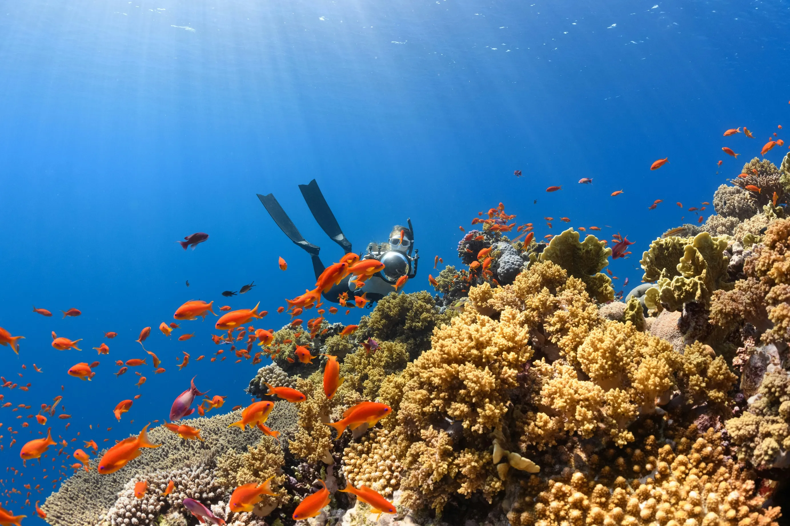 Coral reef with a diver surrounded by fishes.