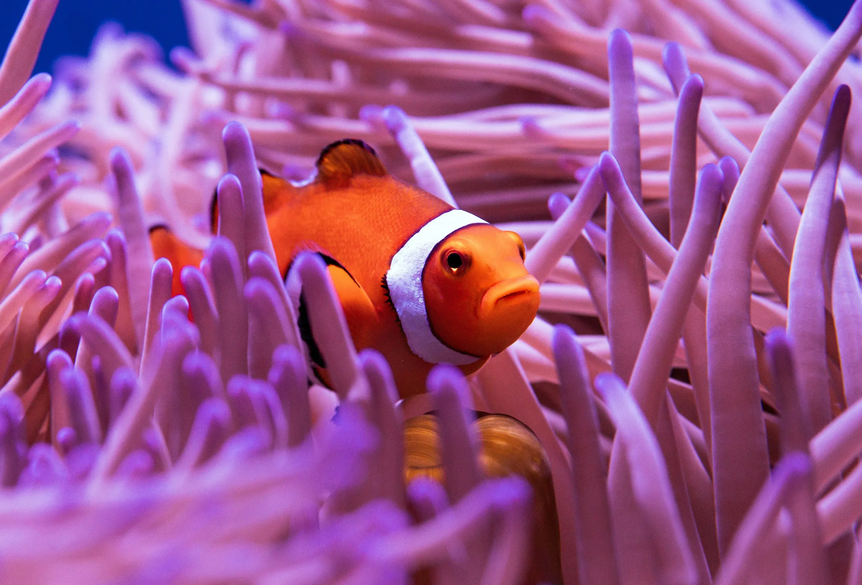 Sea anemone with a clownfish
