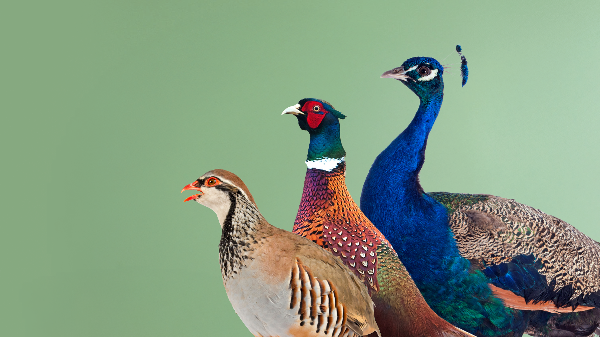 Animals You Wouldn’t Believe Are Kosher