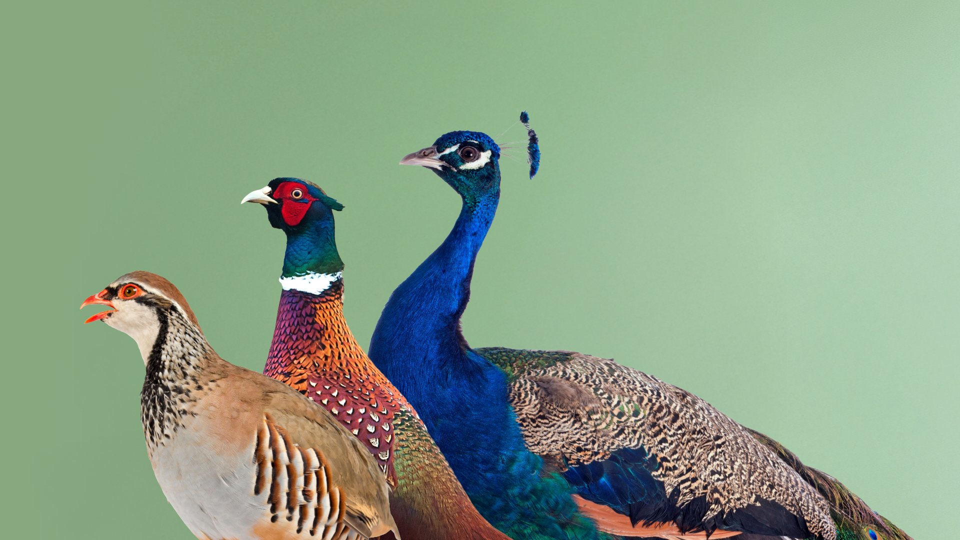 Animals You Wouldn’t Believe Are Kosher