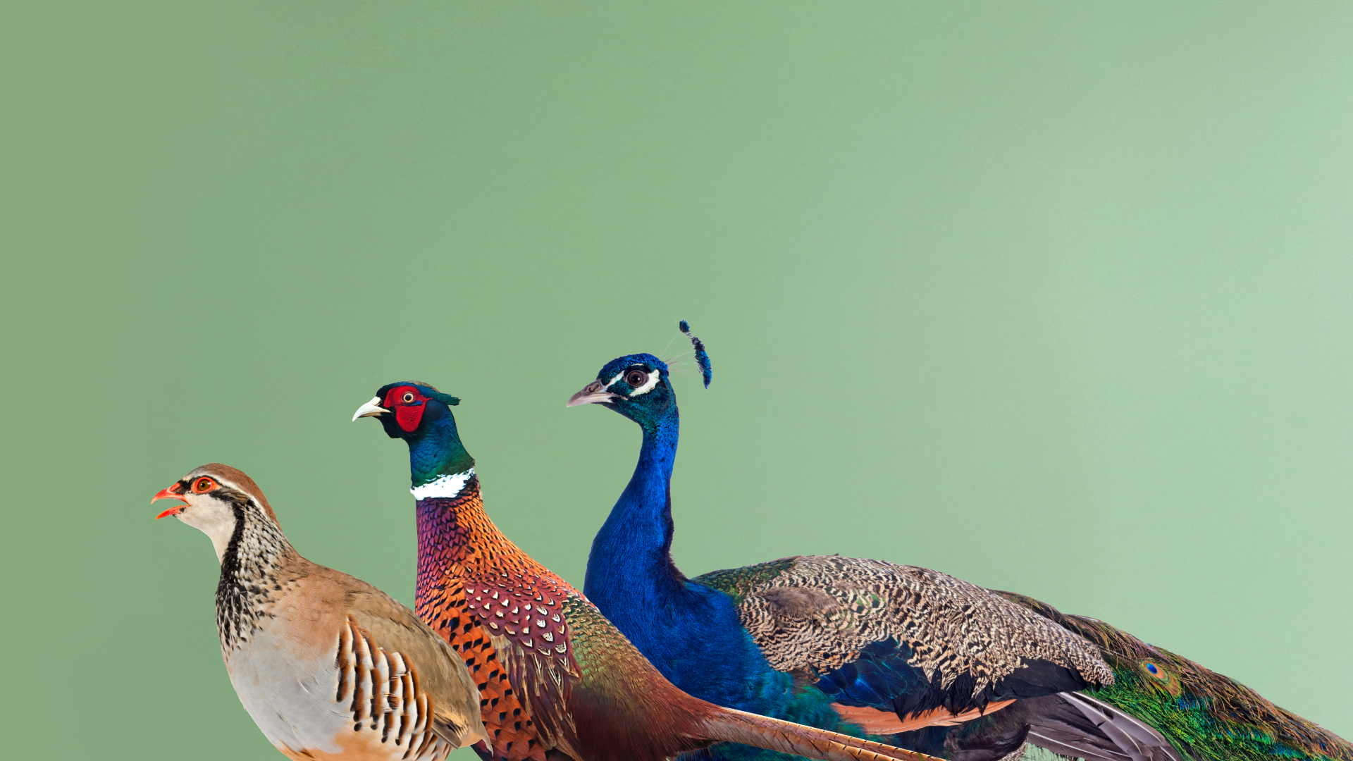 Animals You Wouldn’t Believe Are Kosher