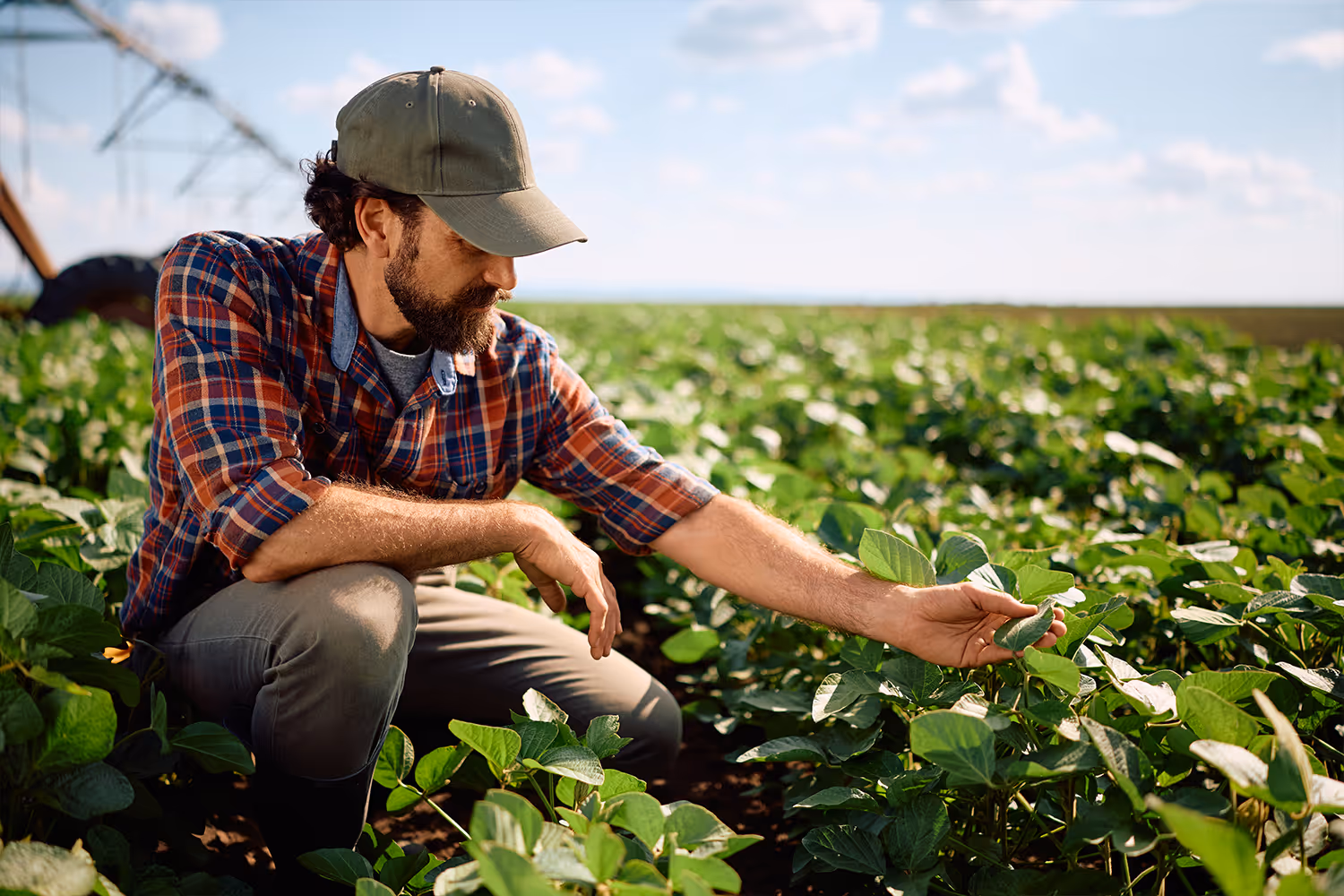 Bearded man in a cap and checked shirt inspecting plants in a sunlit green crop field.