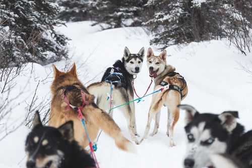 Dog Sledding (self-drive, solo sled)