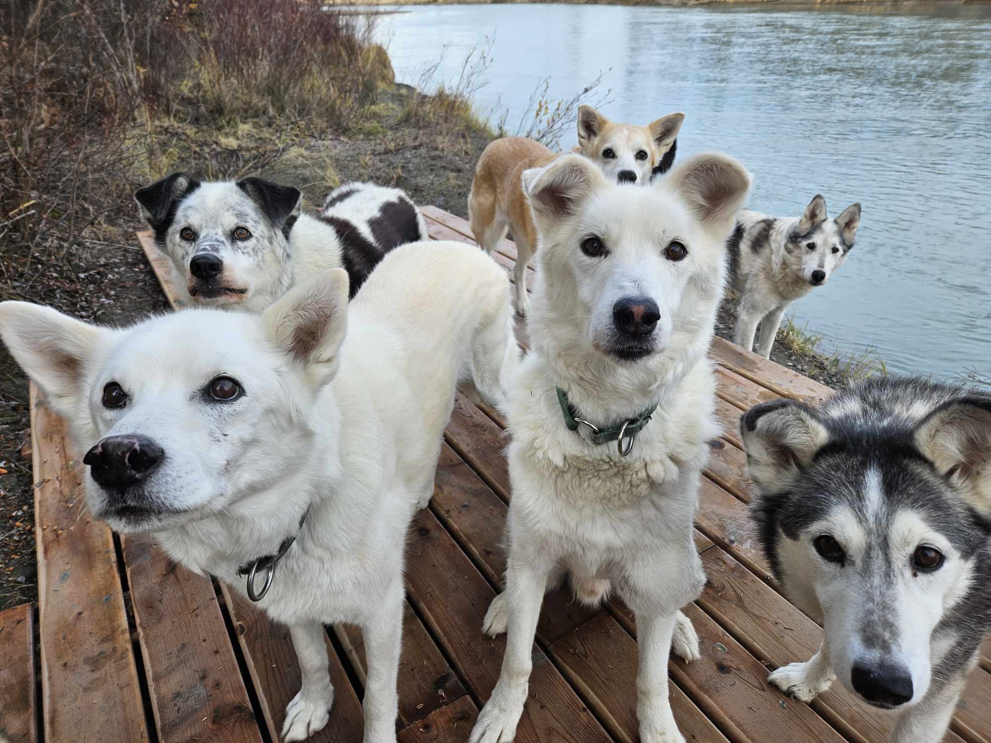 Your new Husky Friends!