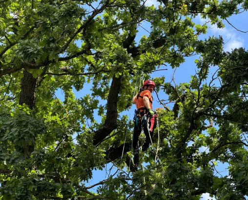 Ein Baumkletterer beim Aufstieg in eine Eiche im Sommer