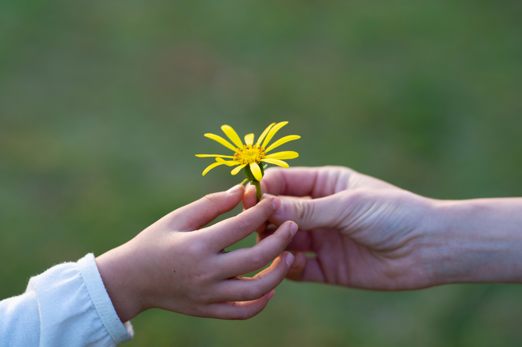 Blomma som sträcks över från en hand till en annan