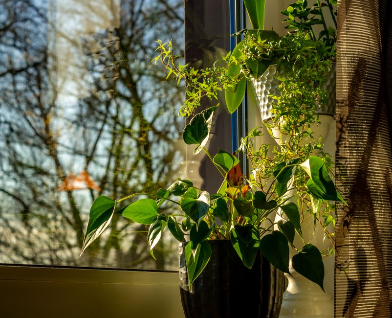 Lush green plants bathed in sunlight by a window, offering a serene indoor ambiance.