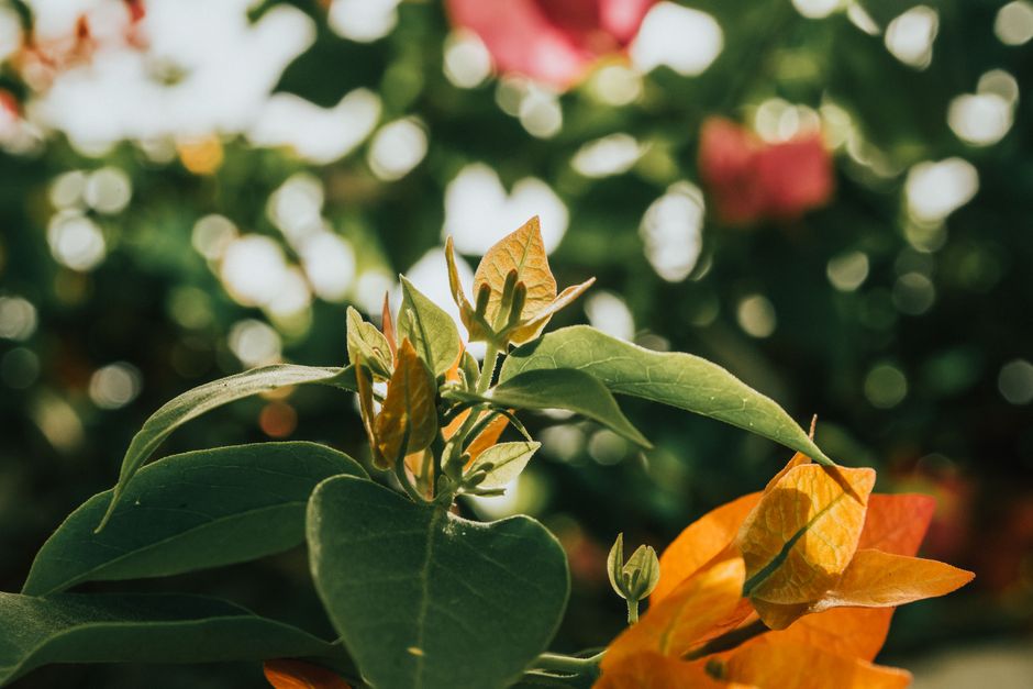 A detailed view of colorful leaves and flower buds with bokeh background, capturing a warm sunny ambiance.