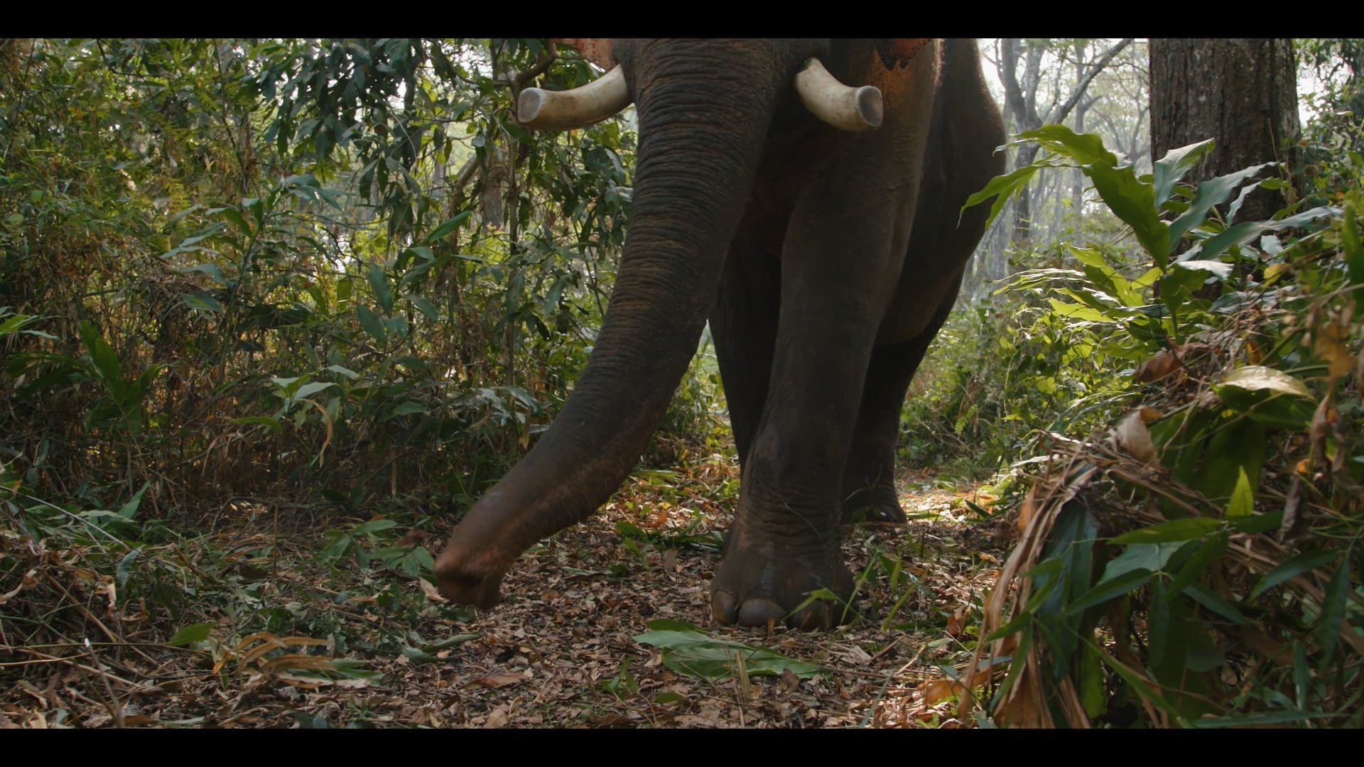 An elephant walking through the forest