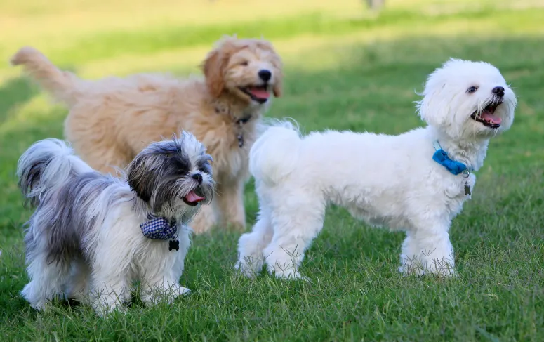 Un parc à chien pour le bonheur de vos compagnons à quatre pattes